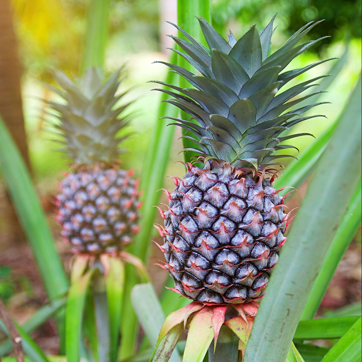 Cómo plantar una piña: paso a paso para cultivar tu propia fruta tropical