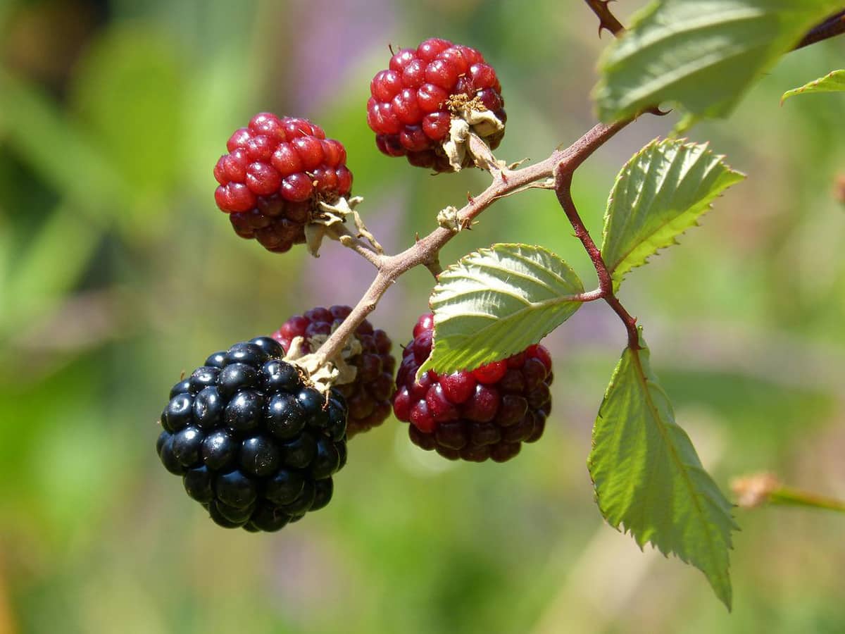 Cómo plantar y cuidar una zarzamora en tu jardín: guía paso a paso