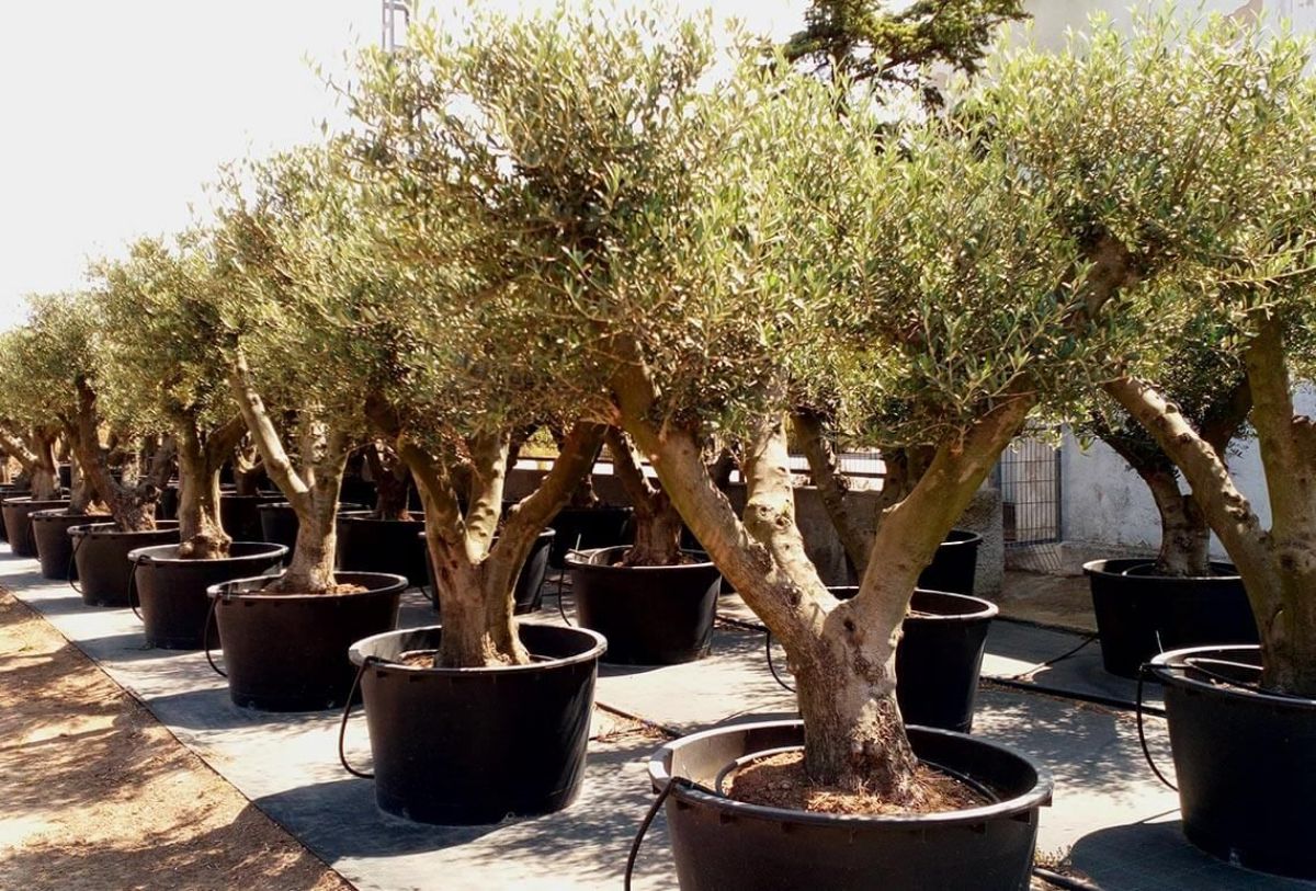 Cómo podar adecuadamente un olivo en maceta: guía completa paso a paso