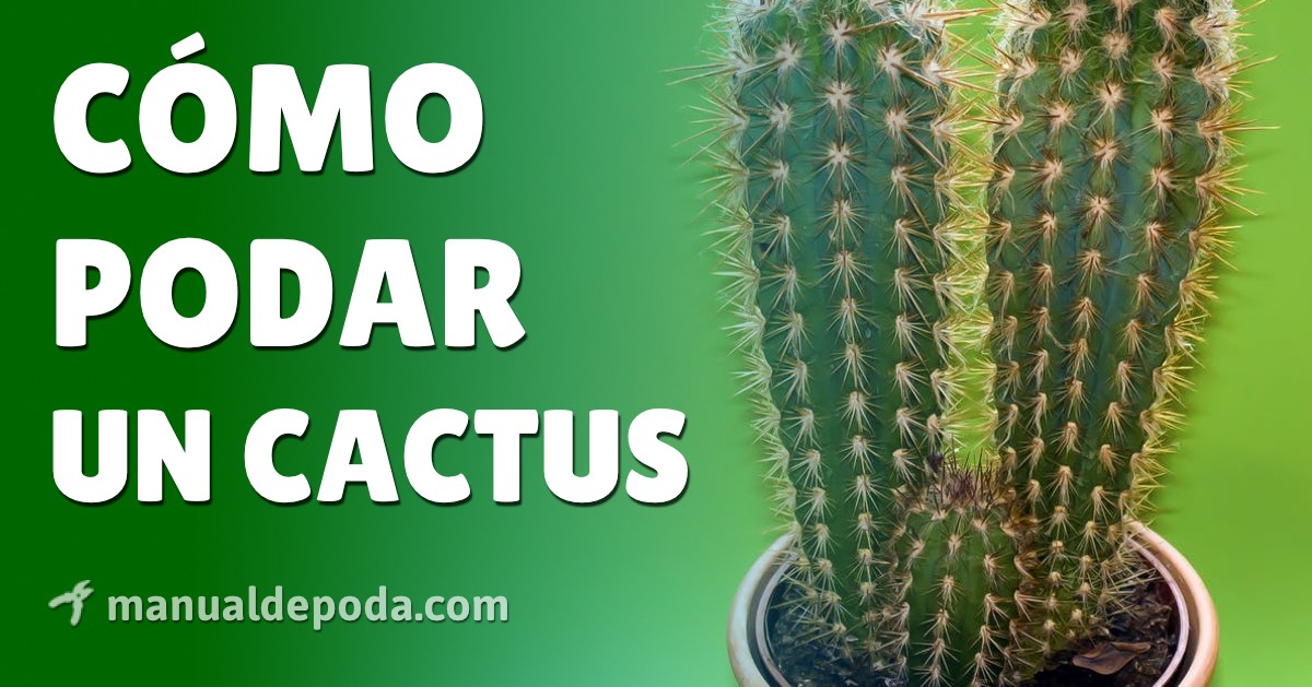 ¿Cómo podar cactus de forma adecuada? Guía paso a paso en español para cuidar tus plantas espinosas