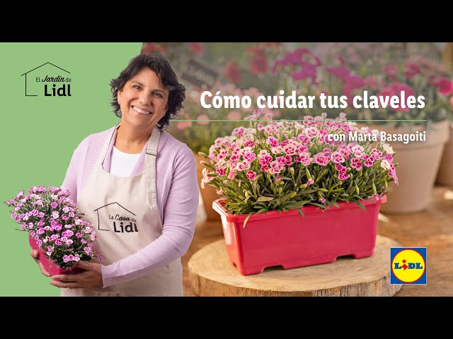 Cómo podar clavelinas: Todo lo que necesitas saber para cuidar y mantener tus plantas