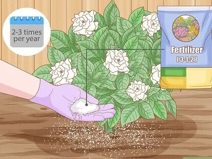 Cómo podar la gardenia: consejos y técnicas para mantenerla saludable y floreciente
