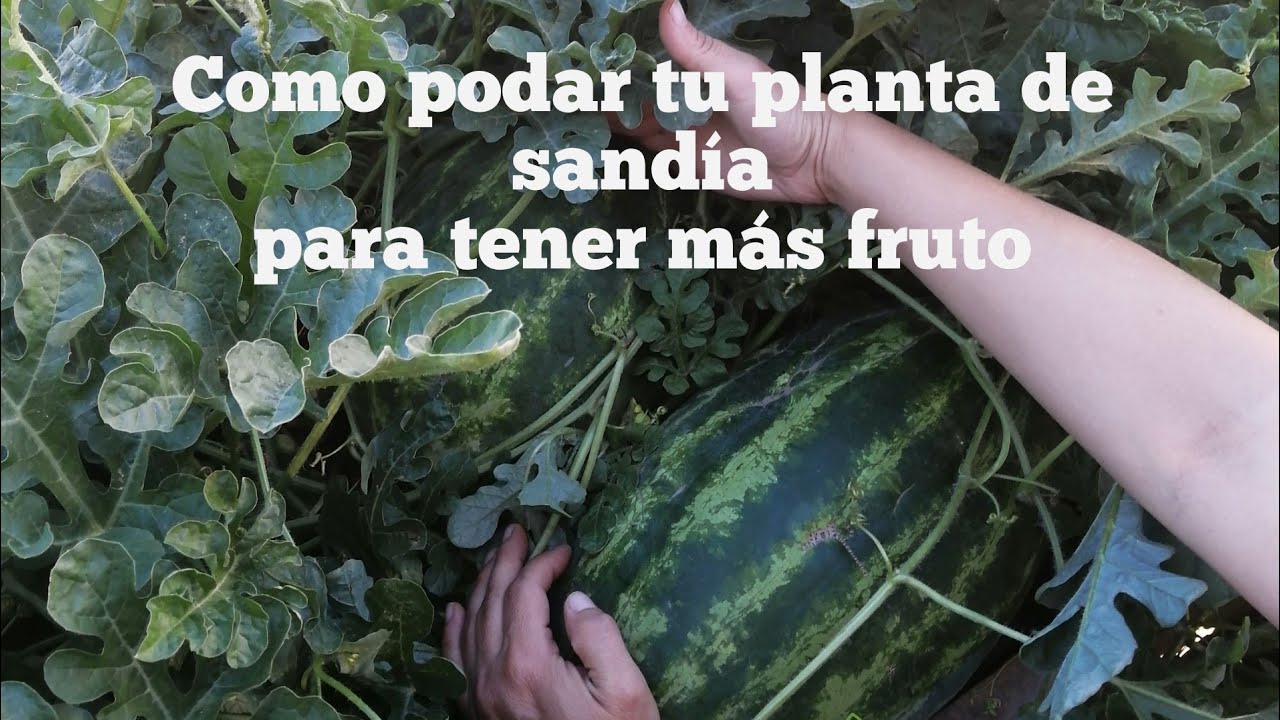 Cómo podar la sandía: consejos y técnicas para un cultivo exitoso