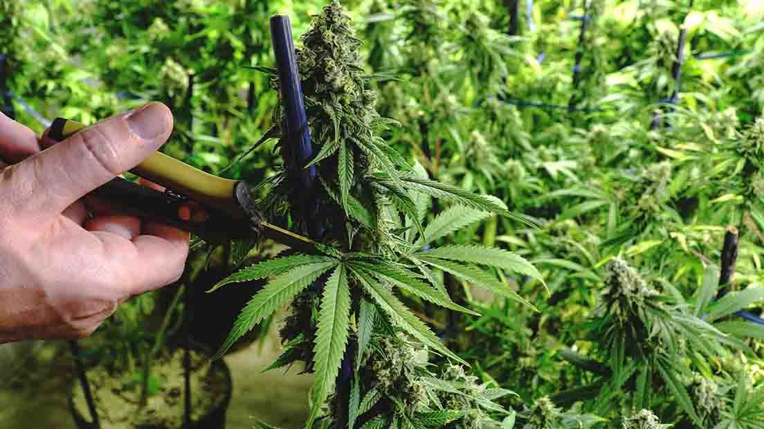 Cómo podar marihuanas en exterior: una guía paso a paso para obtener mejores cosechas