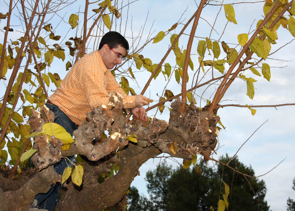 Cómo podar una morera para obtener una sombra ideal en tu jardín