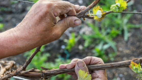 Cómo podar una parra: técnicas y consejos para el cuidado de tus viñas