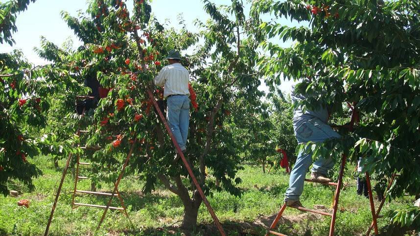 Cómo realizar la poda adecuada de los cerezos para maximizar su cosecha
