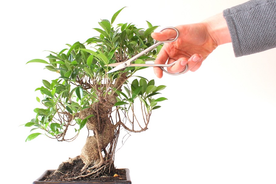 Cómo realizar la poda adecuada para un ficus bonsái y lograr su máximo esplendor