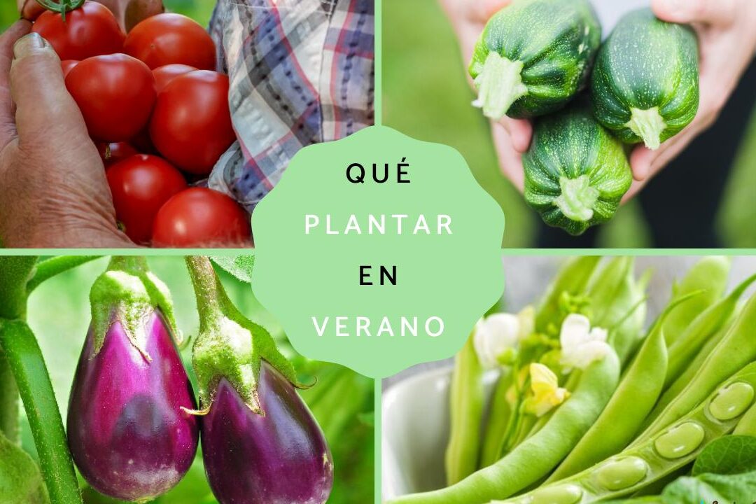 Cómo sembrar berenjena: consejos y técnicas para cultivar esta deliciosa hortaliza en casa