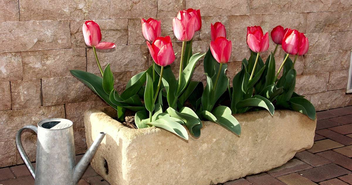 Cómo sembrar bulbos de tulipanes: Consejos y pasos a seguir para un jardín colorido y vibrante