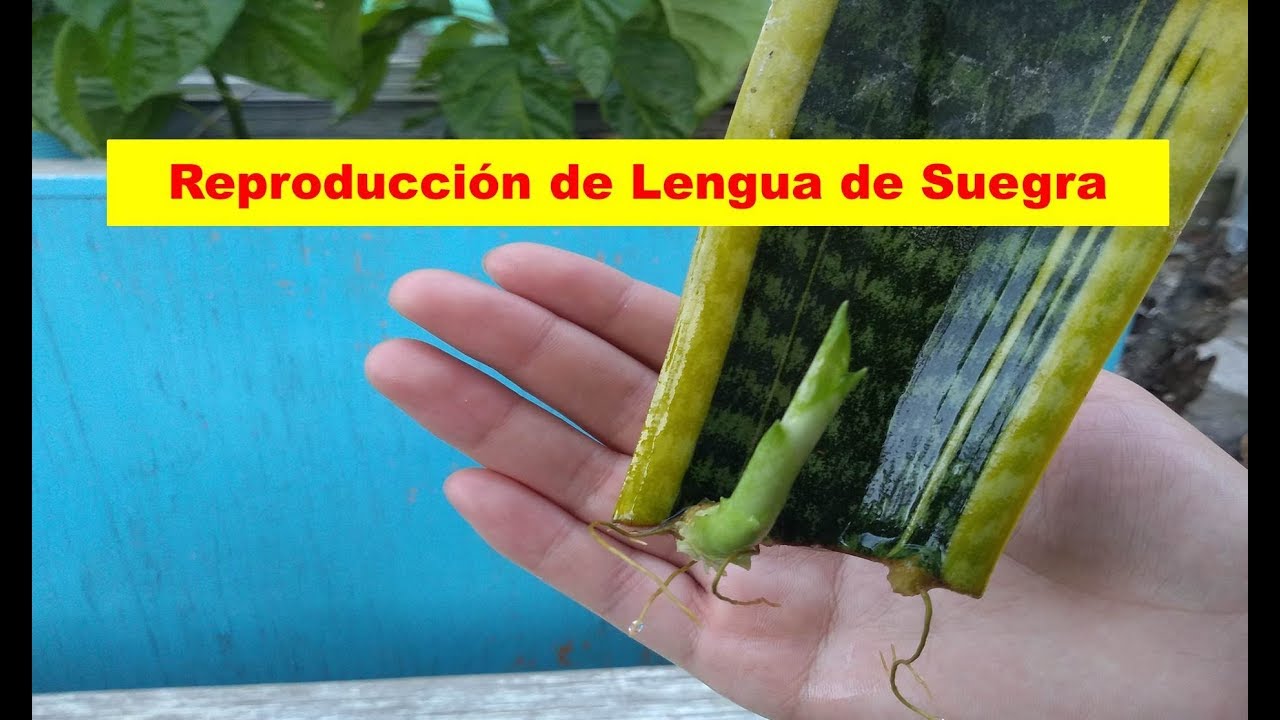 Cómo sembrar lengua de suegra en agua: paso a paso para el cultivo exitoso