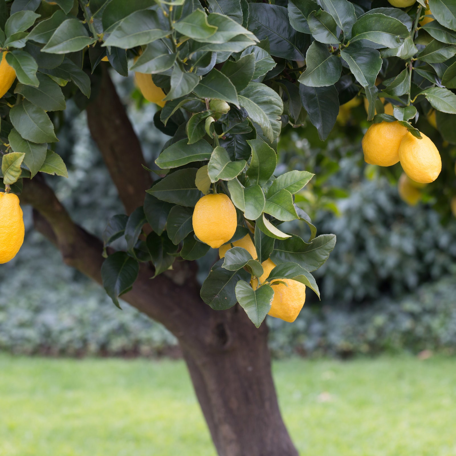 Cómo sembrar limón: Guía completa paso a paso para cultivar tu propio árbol de limones