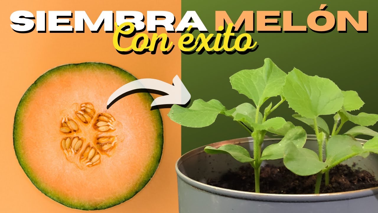 Cómo sembrar melón: pasos básicos para una buena cosecha