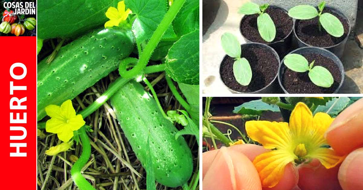 Cómo sembrar pepino: consejos prácticos para tener una cosecha abundante