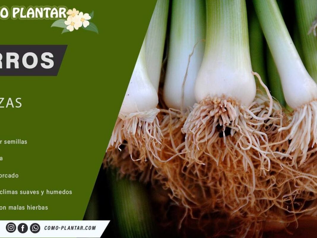 Cómo sembrar puerros: consejos y técnicas para cultivar esta hortaliza deliciosa y saludable