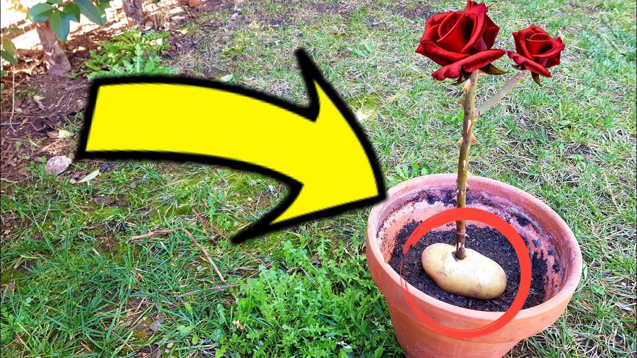 Cómo sembrar rosas en la misma parcela de papas: una combinación perfecta