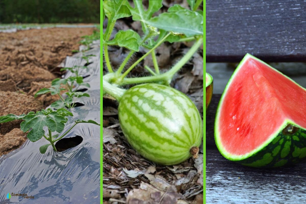 Cómo sembrar sandía: Consejos prácticos para cultivar esta refrescante fruta en tu huerto