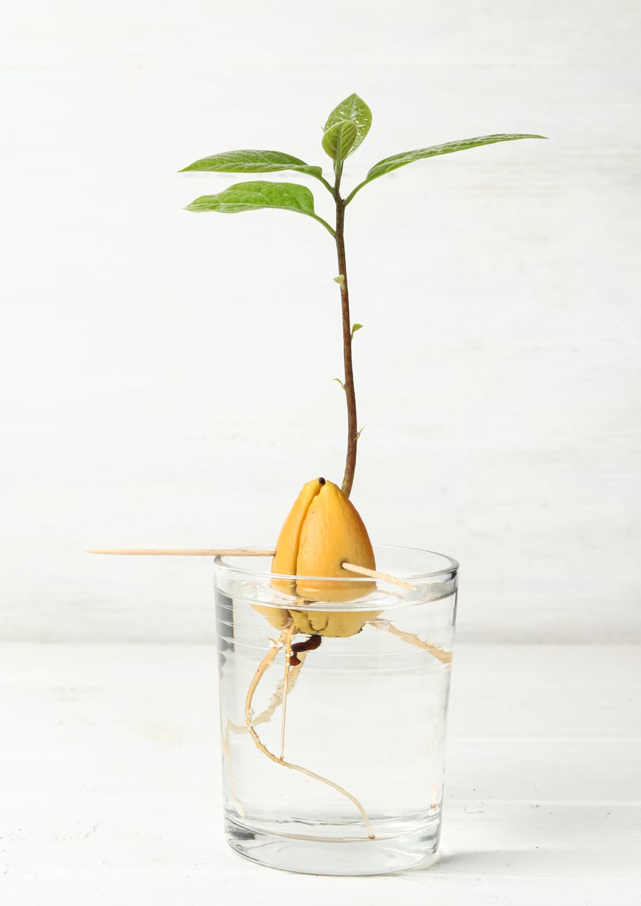 Cómo sembrar un hueso de aguacate y obtener tu propio árbol frutal