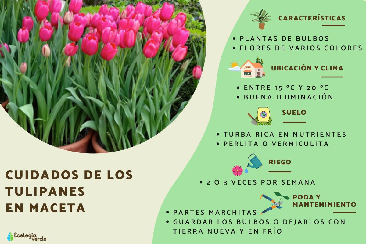 Cómo sembrar y cuidar tulipanes: consejos para un jardín colorido