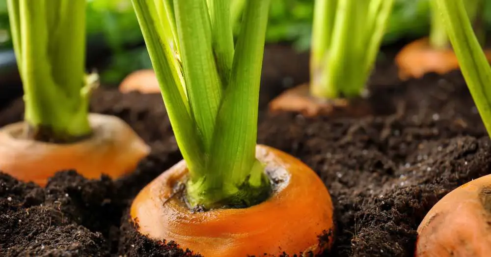 Cómo sembrar zanahorias en verano: consejos y técnicas para lograr una cosecha exitosa