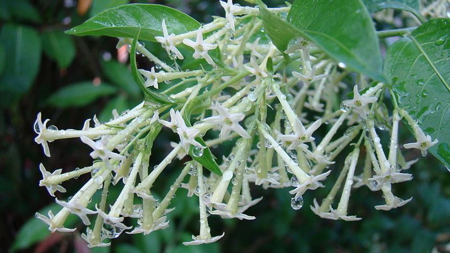 Conoce todo sobre el galán de noche: una planta aromática y encantadora