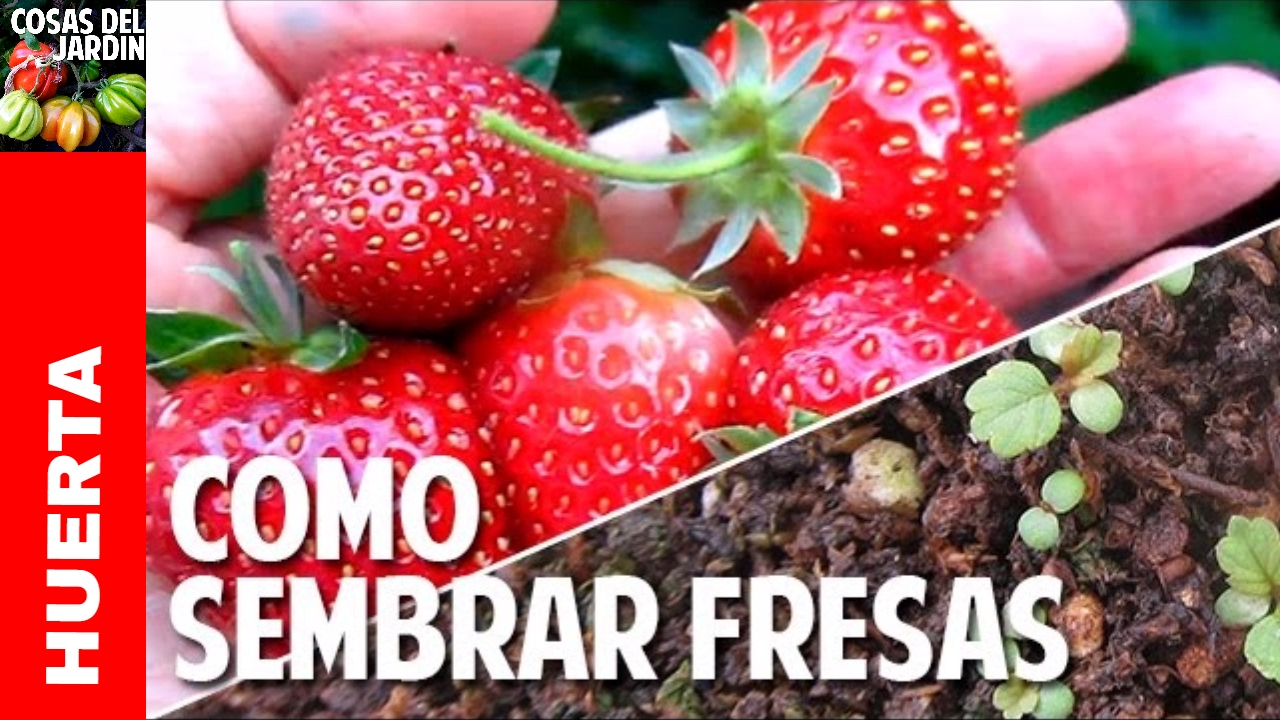 Conoce todos los secretos sobre cómo sembrar fresas y disfruta de tus propias cosechas deliciosas