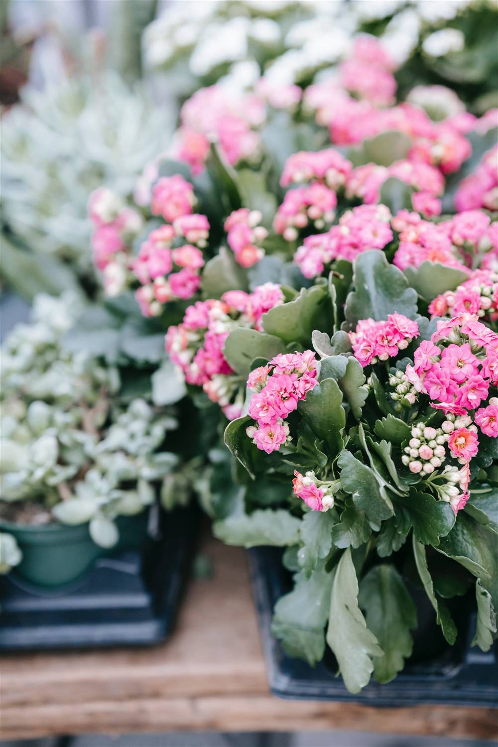 Consejos de poda y cuidados para el Kalanchoe: una guía completa