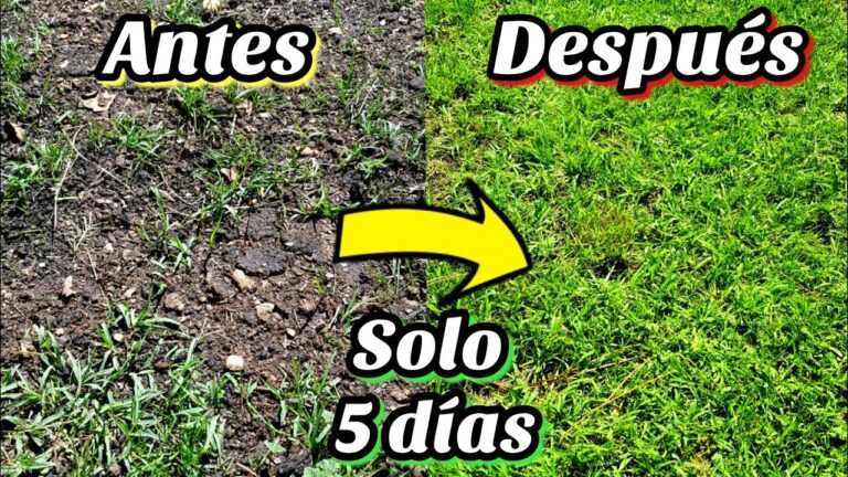 Consejos para plantar césped en suelo compacto y lograr un jardín exuberante