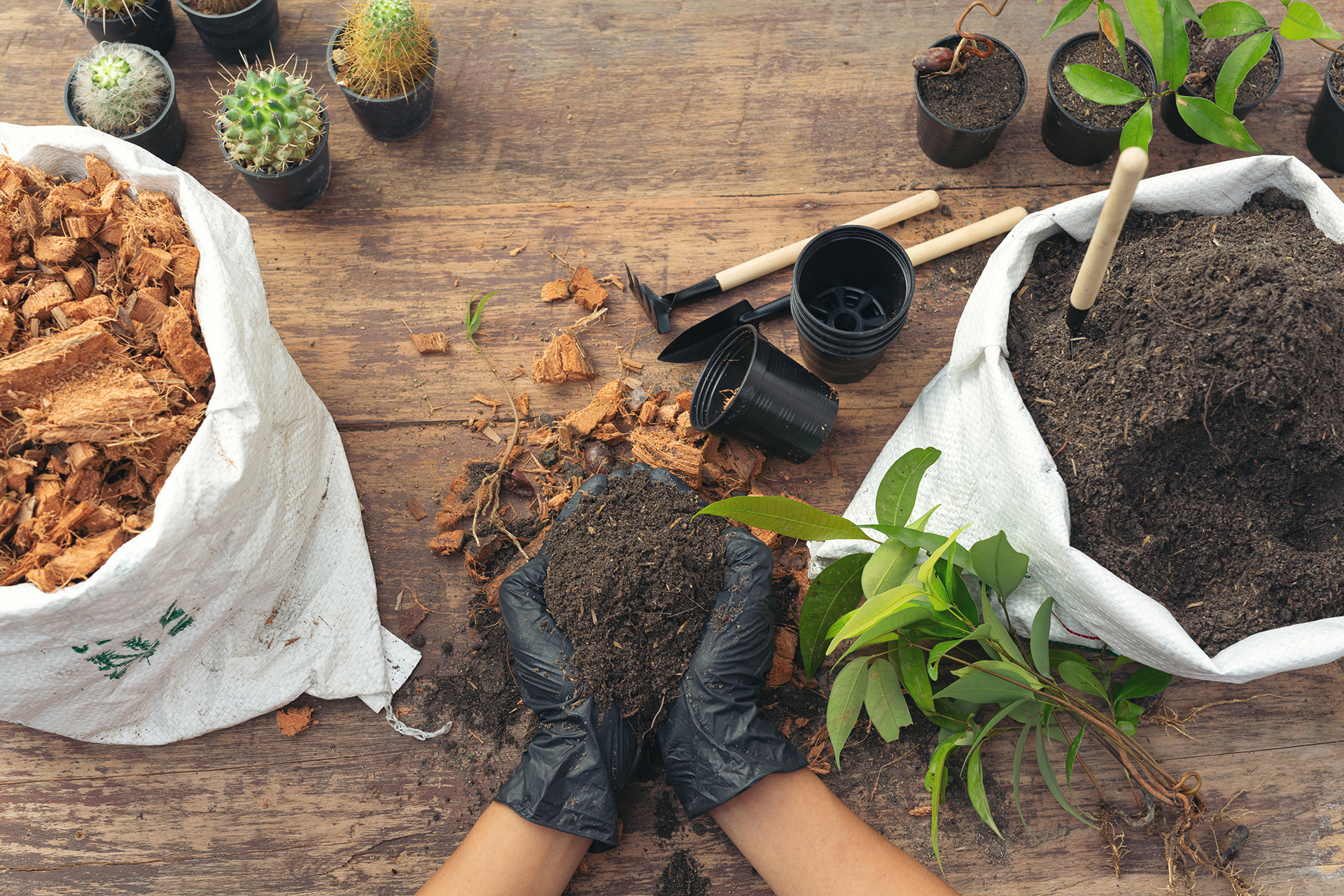 Consejos para prosperar en tu huerto urbano: Cómo cuidar y cultivar plantas de forma exitosa