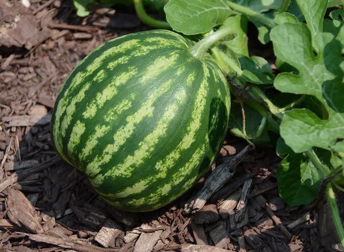 Cuando sembrar melón: La guía completa para una cosecha exitosa