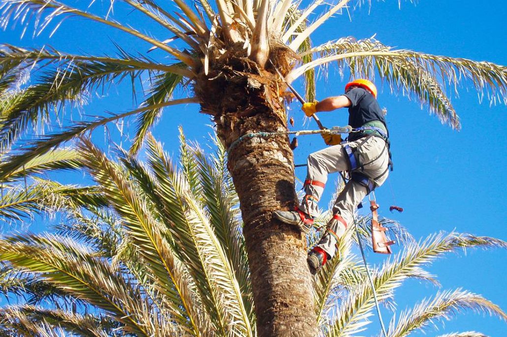 Cuando y cómo podar las palmeras: consejos esenciales para un correcto cuidado