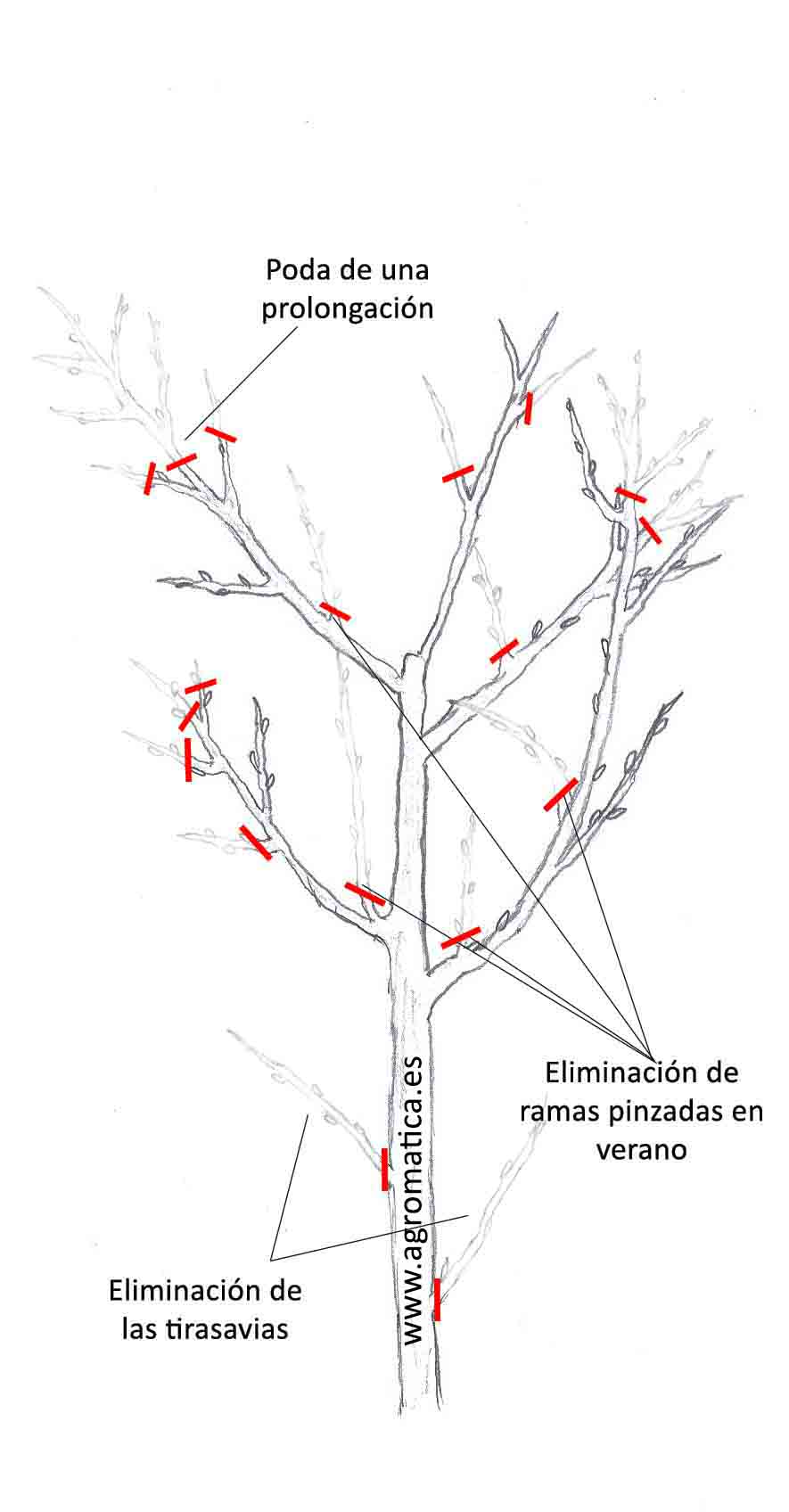 ¿Cuándo y cómo podar los cerezos? Guía completa para obtener una cosecha abundante