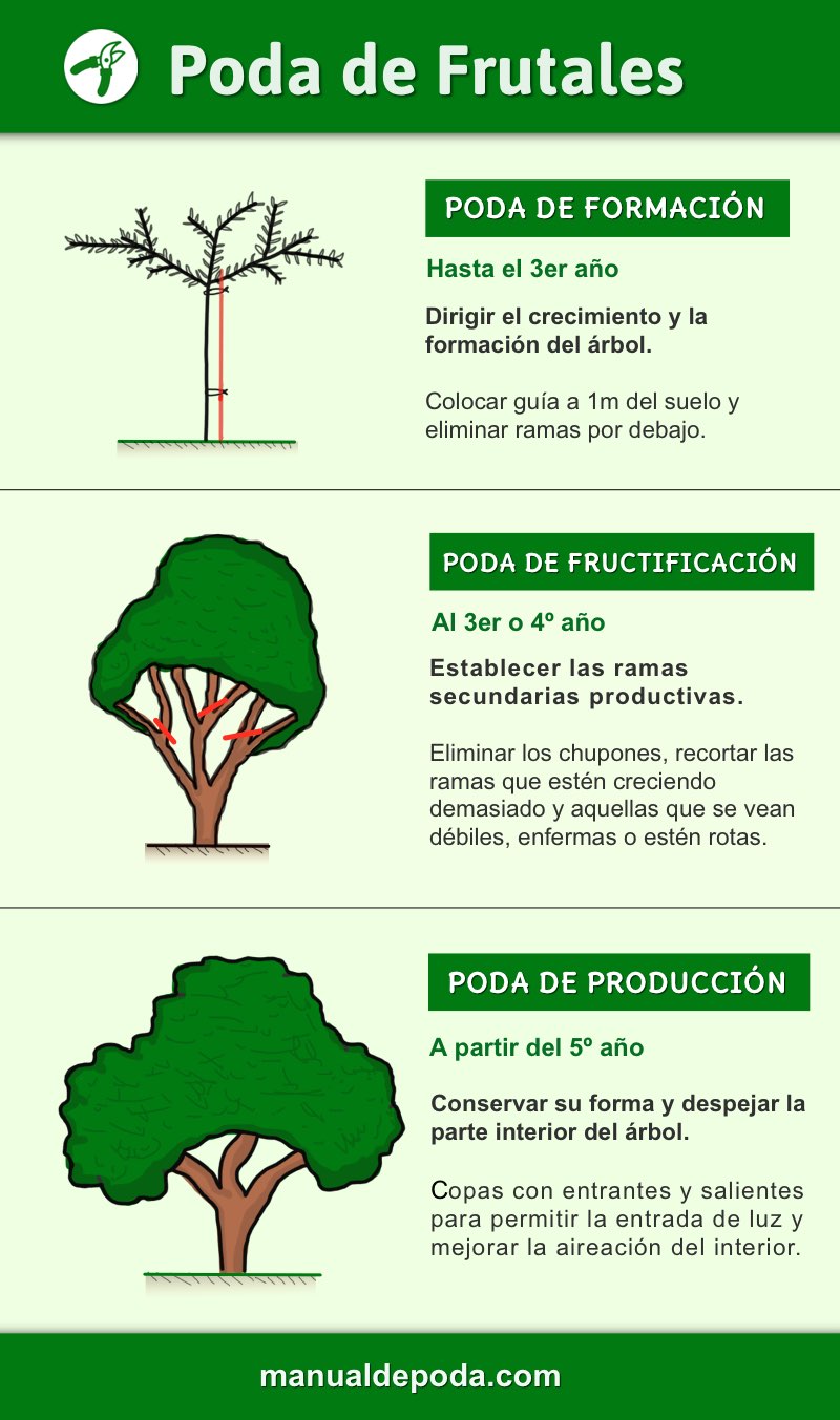 ¿Cuándo y cómo podar los nísperos? Guía completa para cuidar tus árboles frutales