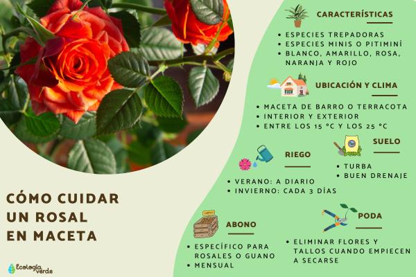 Cuándo y cómo podar un rosal: Guía completa para mantener tus rosales saludables y floridos