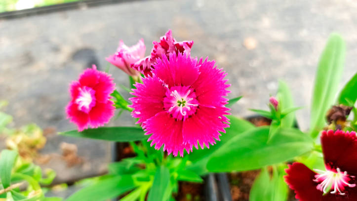 Cuidados y consejos para cultivar claveles chinos en tu jardín: todo lo que necesitas saber