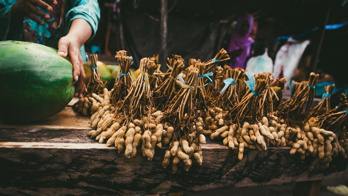 Cultivo de cacahuetes: Todo lo que necesitas saber para cultivar tus propios maníes