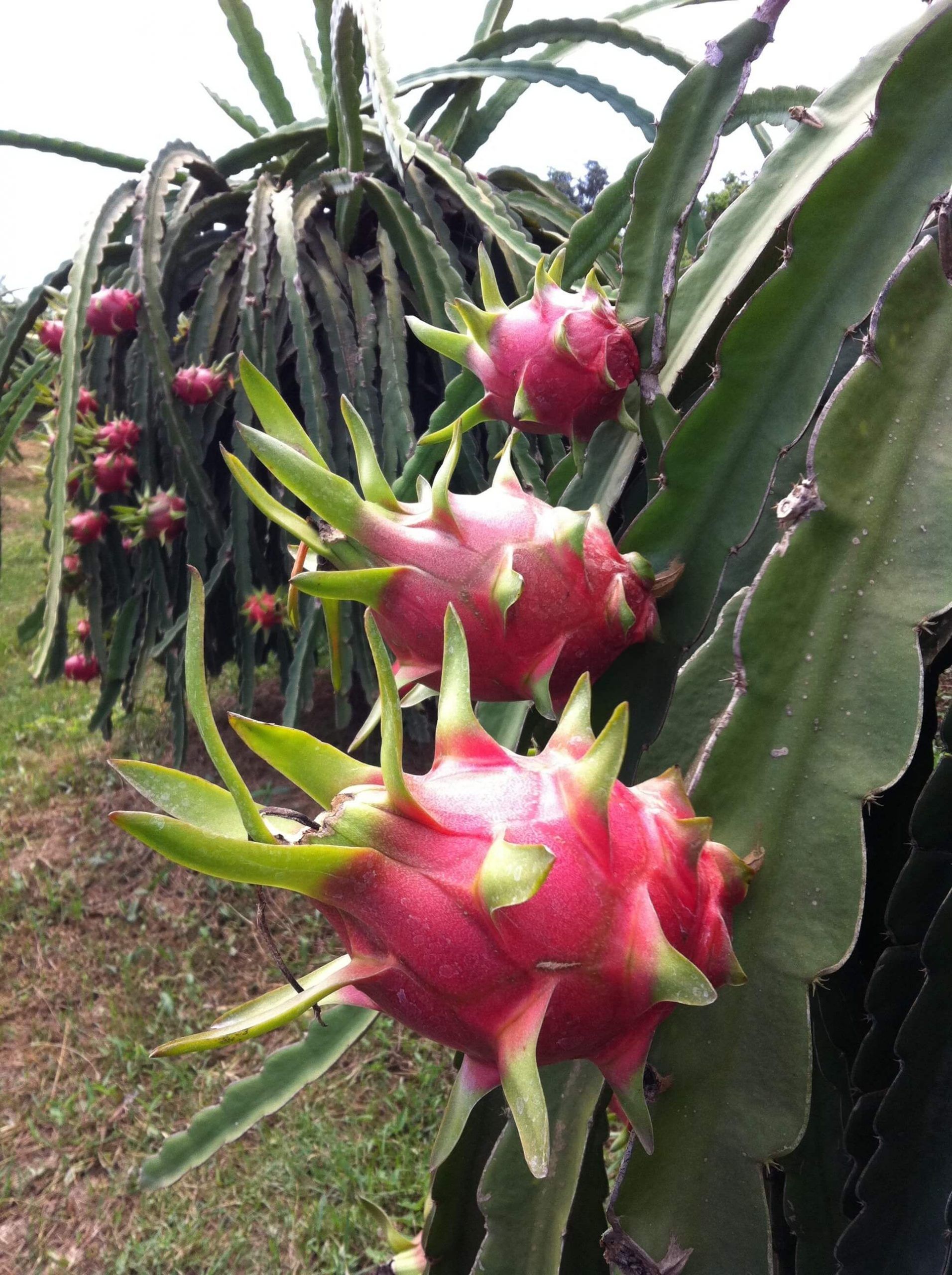 Cultivo y cuidado de la pitahaya: cómo sembrar esta deliciosa fruta tropical