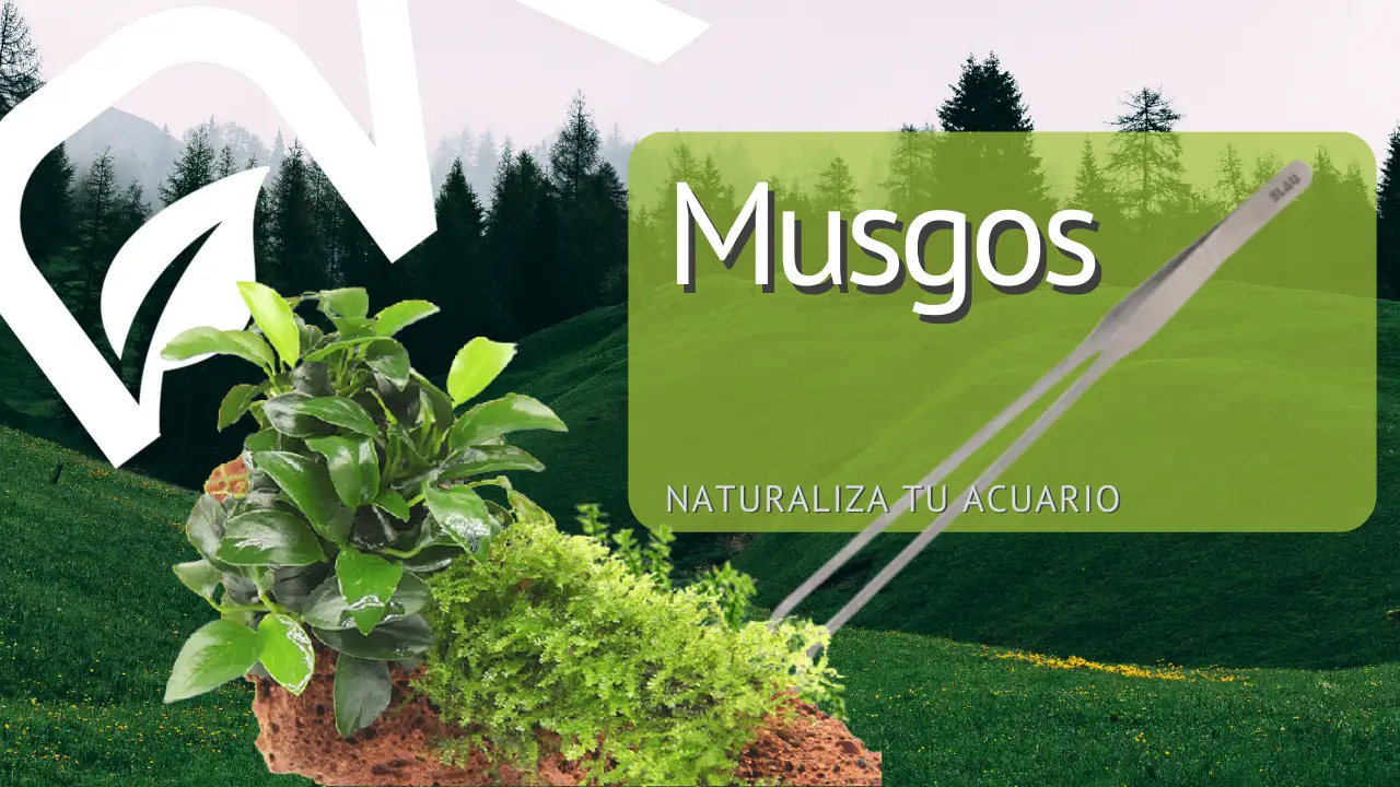 Descubre cómo plantar musgo y darle un toque natural a tu jardín