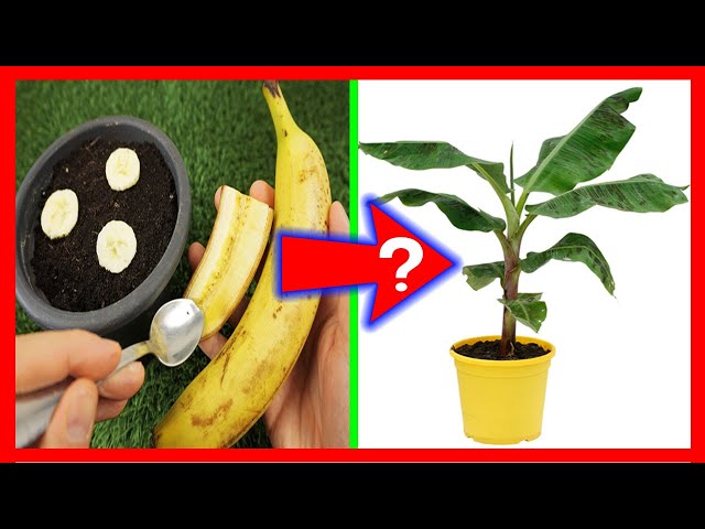 Descubre cómo plantar plátano y disfruta de tus propias frutas en casa