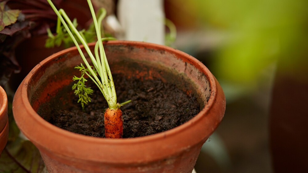 ¡Descubre cómo sembrar zanahorias y disfruta de una huerta saludable!