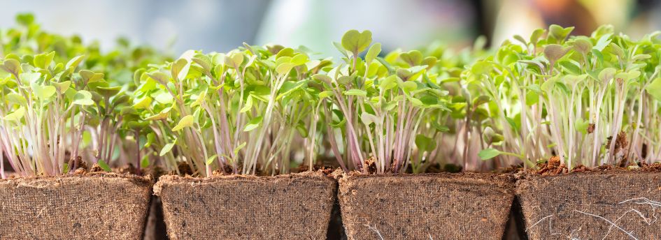 Descubre cuál es la tierra ideal para sembrar tus vegetales de forma exitosa