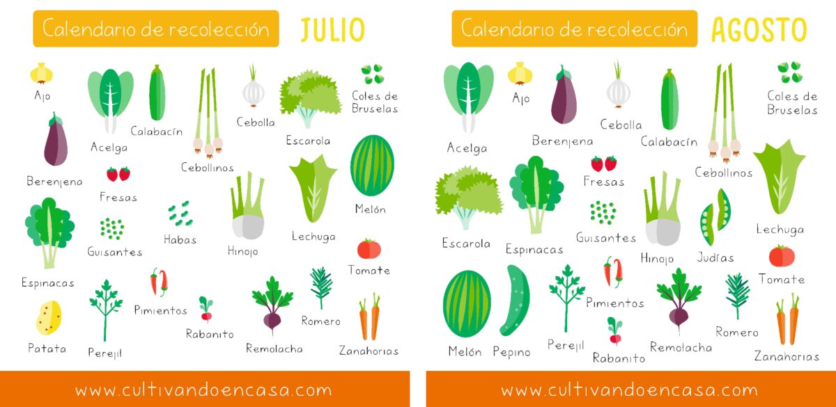 ¡Descubre qué plantar en julio en tu huerto urbano y disfruta de una cosecha abundante!