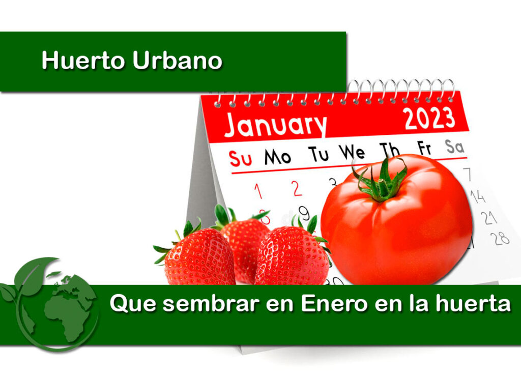 ¡Descubre qué sembrar en enero y aprovecha al máximo tu huerto!