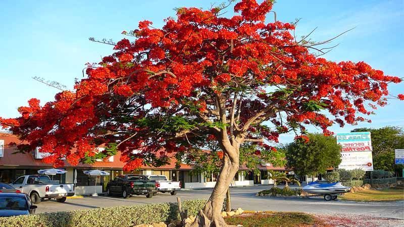 El árbol flamboyán: belleza y cuidados para su cultivo exitoso