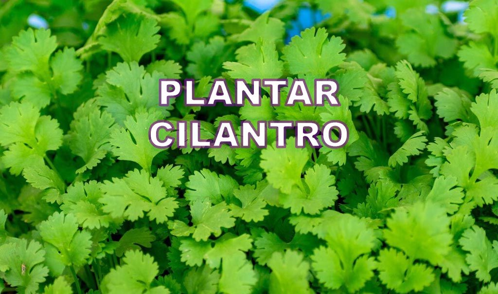 El cilantro en España: consejos para cultivar y disfrutar de esta popular hierba aromática