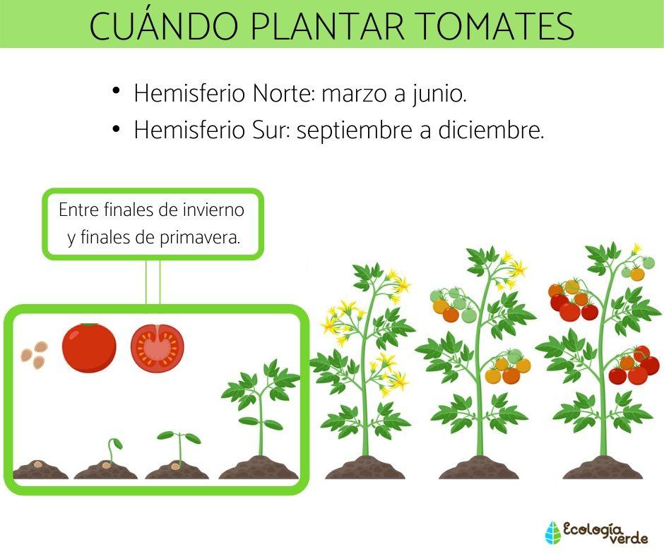 El mejor momento para sembrar tomates: ¿Cuándo y cómo hacerlo?