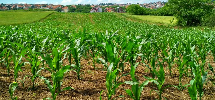 El momento adecuado: ¿Cuándo sembrar maíz y lograr una cosecha exitosa?