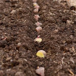 El momento oportuno: Cuándo sembrar patatas tardías para una cosecha exitosa