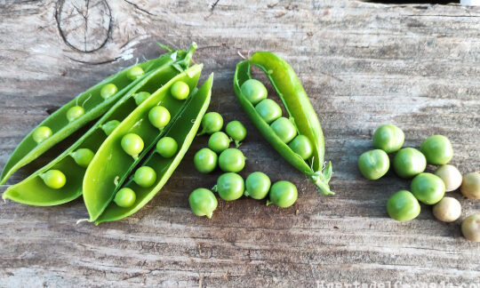 El momento perfecto: cuándo sembrar guisantes para una cosecha exitosa