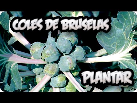 El momento perfecto para sembrar coles de Bruselas: Guía completa